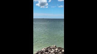 Livestream Replay - Dolphins Jumping #Dolphin #SouthBeach #MarcoIsland #Livestream #TikTokLive