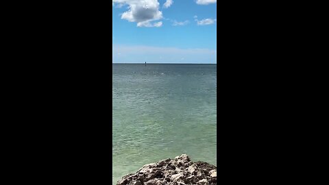 Livestream Replay - Dolphins Jumping #Dolphin #SouthBeach #MarcoIsland #Livestream #TikTokLive