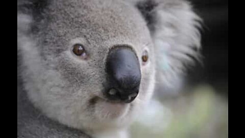 Tenero baby koala salvato da una famiglia australiana