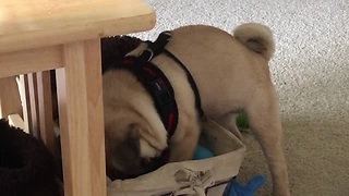 Vocal Pug Puppy Frustrated He Can't Reach His Toy