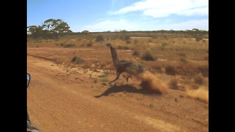 Killer Emu