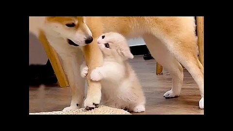 New Funniest Cats And Dogs Videos 😁 Best Of The Funny Animal Videos 😁 - Cutest Animals Ever
