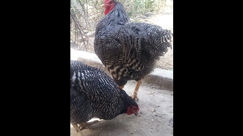 Beautiful Hen And Rooster Couples are feeding