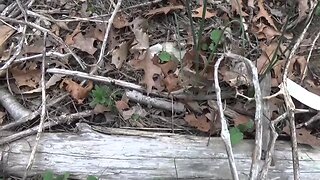 Gardening At The Off Grid Homestead