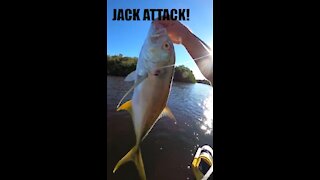 Jack Attack, Nonstop Jack Crevalle in Cross Bayou