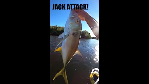 Jack Attack, Nonstop Jack Crevalle in Cross Bayou