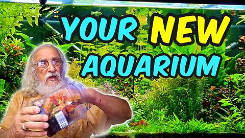 Transform a Dull Tank into an Aquatic Wonderland - Here's How!