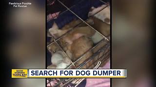 9 dogs found stuffed in small crate, abandoned