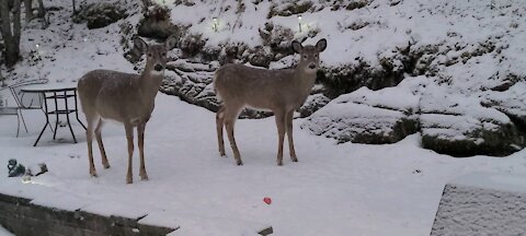 Female Deer with 6 month old Fawn