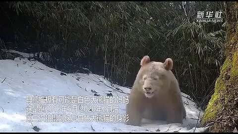Pela 1ª vez, uma panda albina foi fotografada de frente no seu ambiente em reserva natural na China