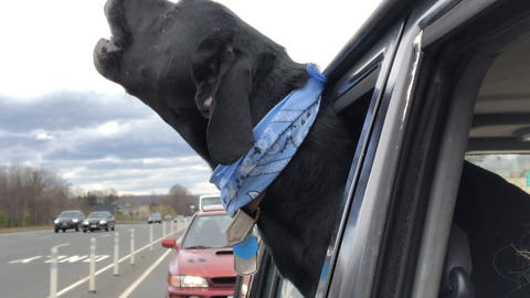 Frustrated Dog Stuck In Traffic Howls His Impatience Away