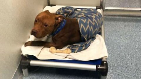 Abandoned Dog Is Too Sad To Sleep At Shelter, Until Caretaker Discovers What He Needs