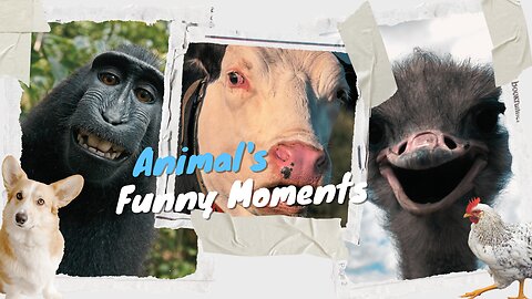 Funny animal videos