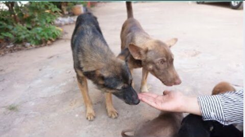 Cute Dogs Come for Eating Together With Family