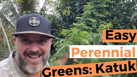 Katuk, Easy Perennial Green For The Tropics