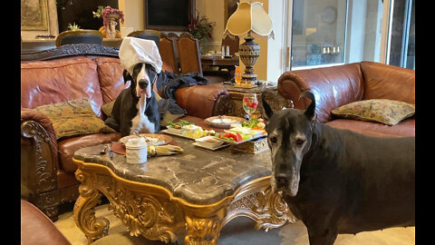 Funny Polite Great Danes Love Pot Roast Dinner