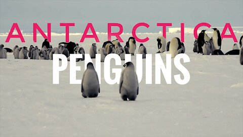 Penguins in 4k Antarctica