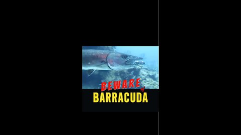 DAILY FACT | Beware of Barracudas!