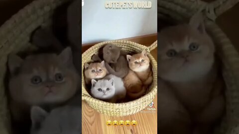 Cute and funny cat videos/#kitten #cat #kitty #funny kitten #funnycat #trending #shorts #tiktok