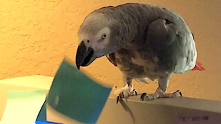 Parrot lends owner a helpful beak at the office