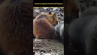 Camera Captura Misteriosa Familia de Raposa #shorts