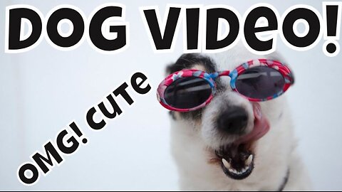 Cute Dog Video | German Shepherd | #germanshepherd #dog #dogs #cute