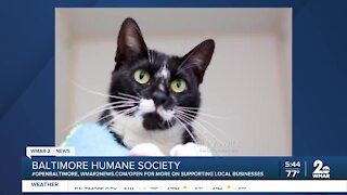 Cher the cat is up for adoption at the Baltimore Humane Society