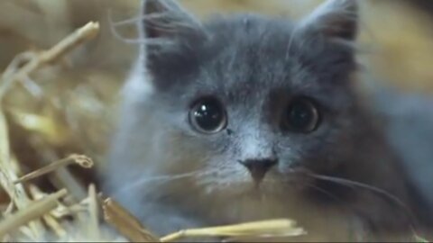 Cute cat sound amazing video 2021