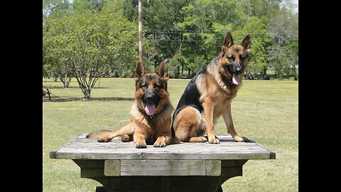 German Shepherd Playing and Training part 2