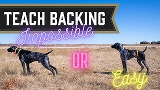 Teach Your Pointing Dog To Back - Gun Dog Training