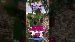 EXPOSIÇÃO DE ORQUIDEAS LAELIA PURPURATA NOVEMBRO 2022 BRUSQUE SC