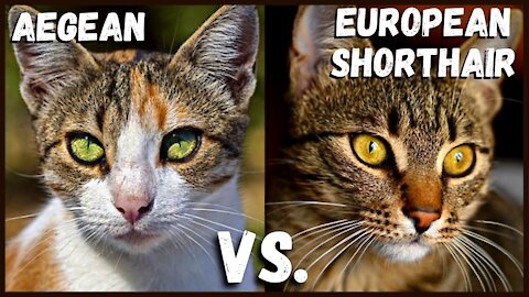 Aegean Cat VS. European Shorthair Cat