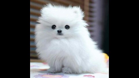 Cute funny fluffy puppies