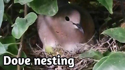 Dove nest in my backyard