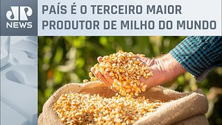 Ministro da Agricultura propõe preço mínimo para milho brasileiro; saiba detalhes