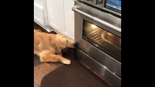 Hungry Puppy Watches Delicious Turkey Roast In The Oven