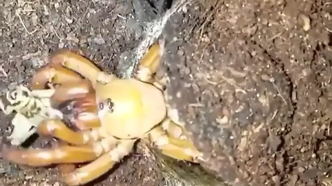 Spider eats cricket alive