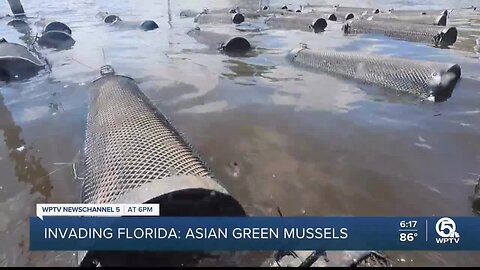 Asian green mussels threat to oyster beds, nuisance for boaters