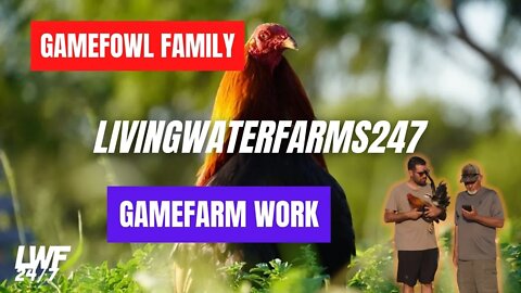 The Best Tips For Building A GAMEFOWL FAMILY
