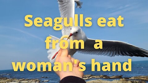 Seagulls eat from a woman's hands
