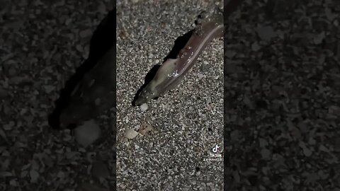 Some sort of snake/eel at the beach