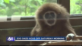 New plaza and gibbon exhibit opens for Zoo Boise's Zoo Daze event