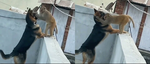 Dog and monkey playing amazing video