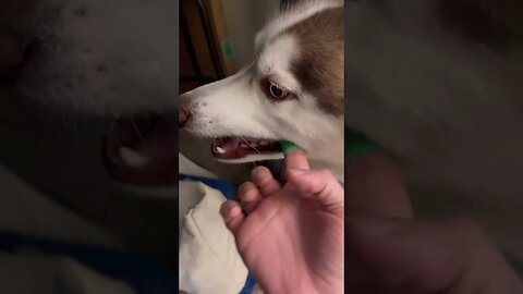 Dog Enjoys The Taste Of Toothpaste While Brushing Teeth