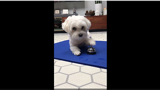 Smart puppy learns to ring bell for treats