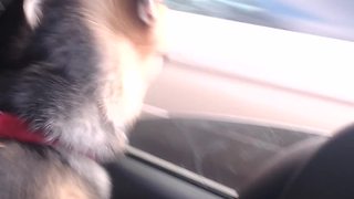 Funny Dog Tries To Bite Cars Passing By