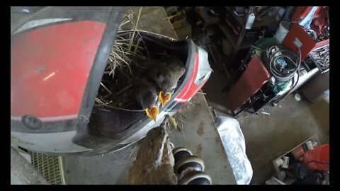 Bird nest in a dirt bike helmet/Baby birds