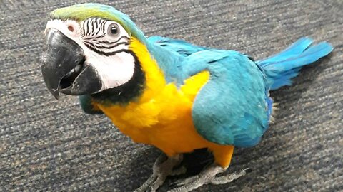 Top Funny Bird Videos Very Funny Birds/Parrots Video