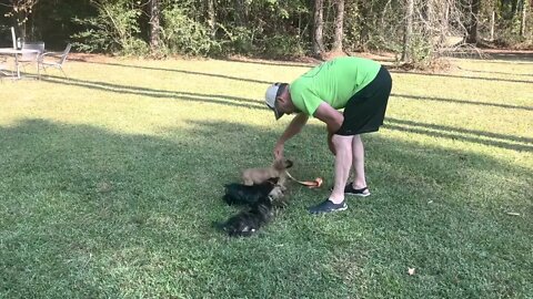 Male pups from Reptar x Halo at 6 & 1/2 wks