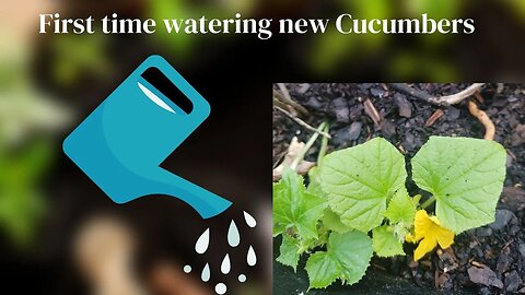 How do you water your Cucumbers?